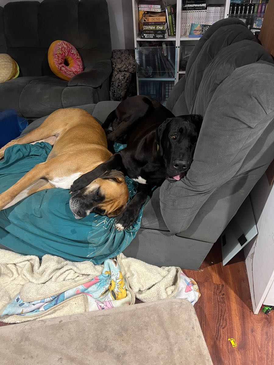 Taco and Goose, the family Great Danes